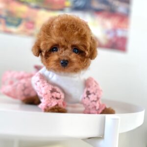 Female Toy Poodle Puppy