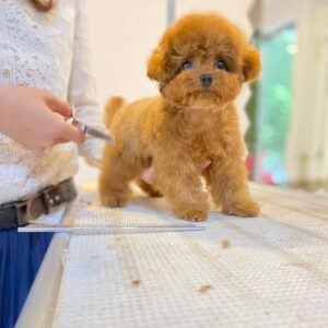 Male toy poodle puppy for sale