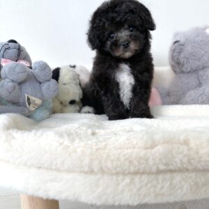 black toy poodle for sale