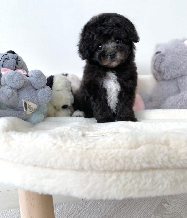 black toy poodle for sale