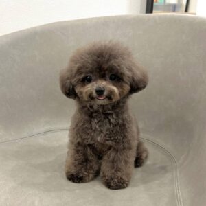 grey toy poodle