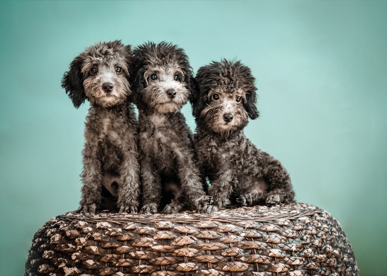 Mini Poodles for Sale Near Me Find Your Perfect Companion at Poodle Home