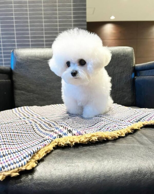 white toy poodle for sale