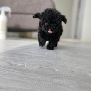 Baby poodles for adoption best sale