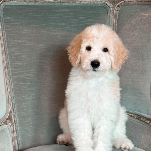 white standard poodle puppies