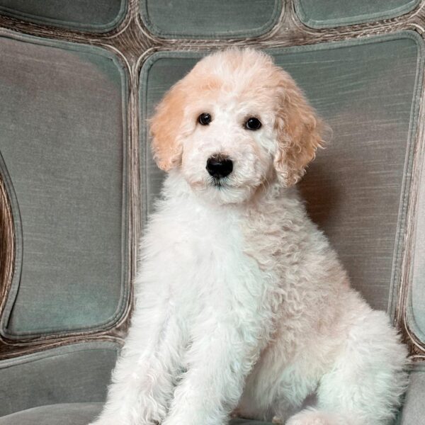 white standard poodle puppies