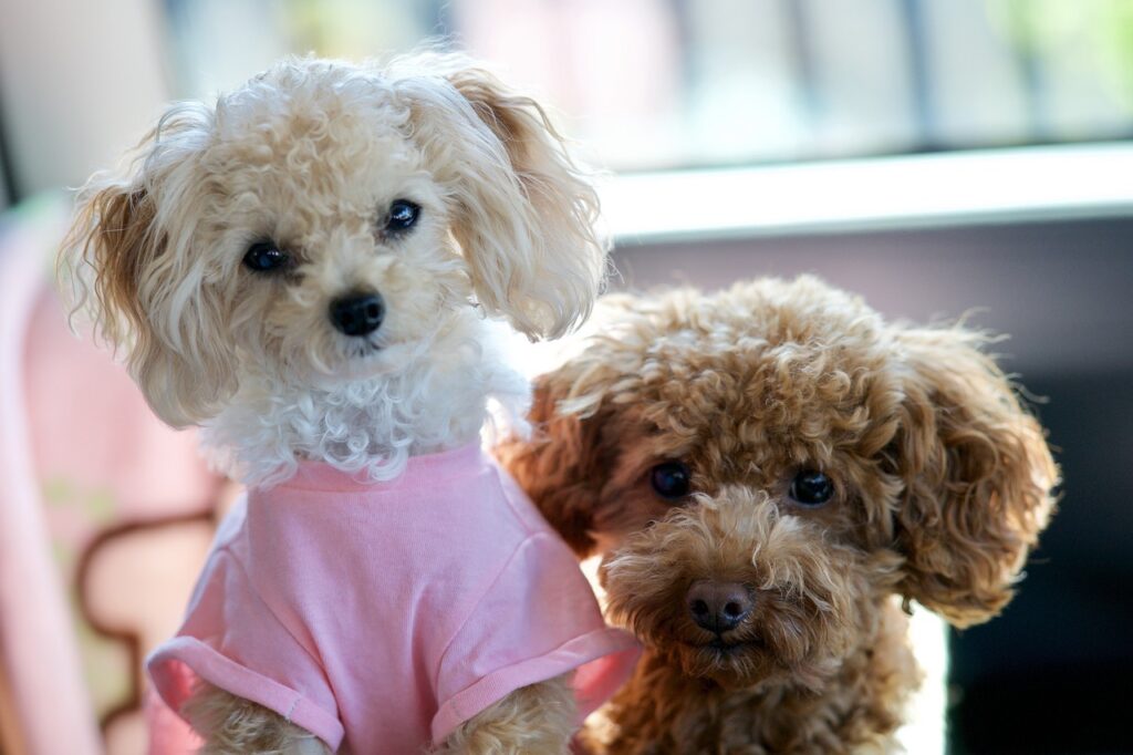 Toy Poodle Puppies for Sale in New Jersey